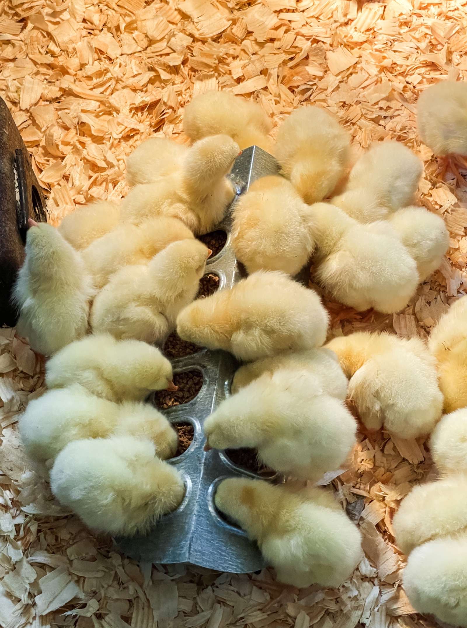 The Ultimate Guide to Raising Cornish Cross Chickens