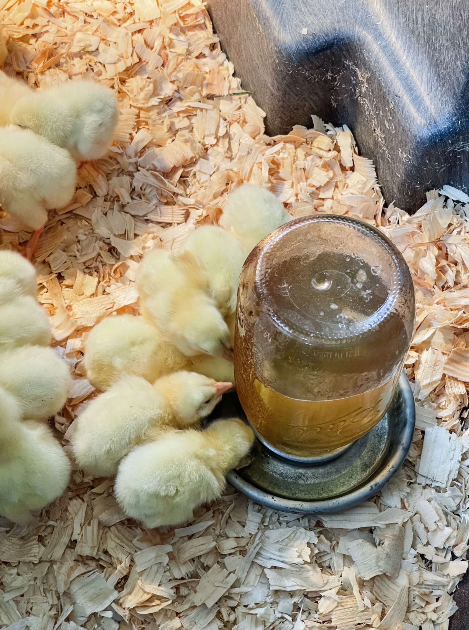 Understanding Meat Chicks and the Different Breeds