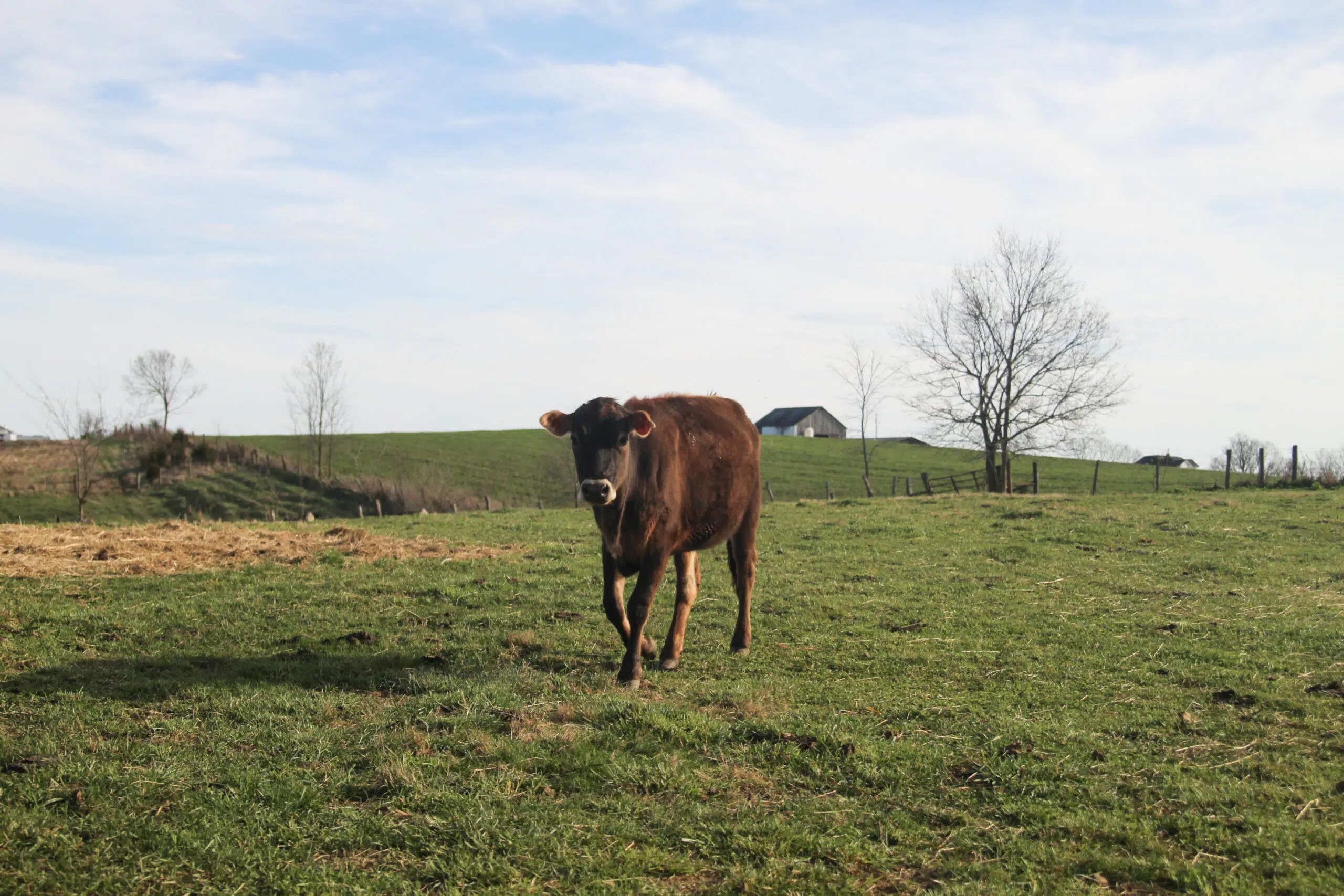 Jersey milk cow walking through a pasture.